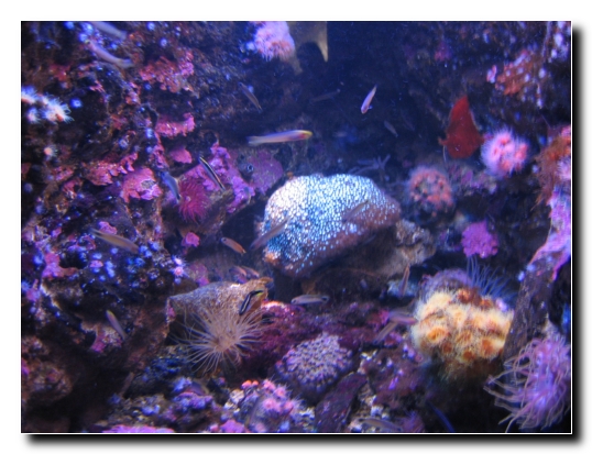 22 Sydney Aquarium